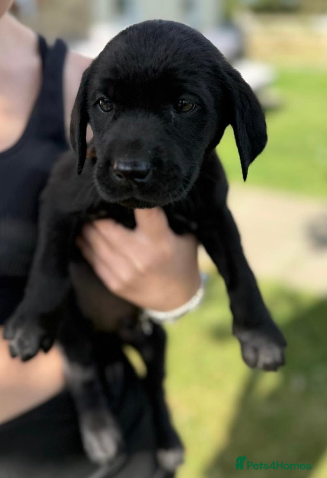 Labrador Retriever dogs for sale: KC Registered Black Labrador Pups 🐾 - Image 5