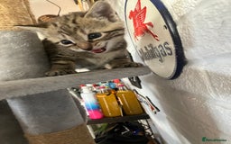 Mixed Breed cats for sale: 3 beautiful kittens  - Image 8