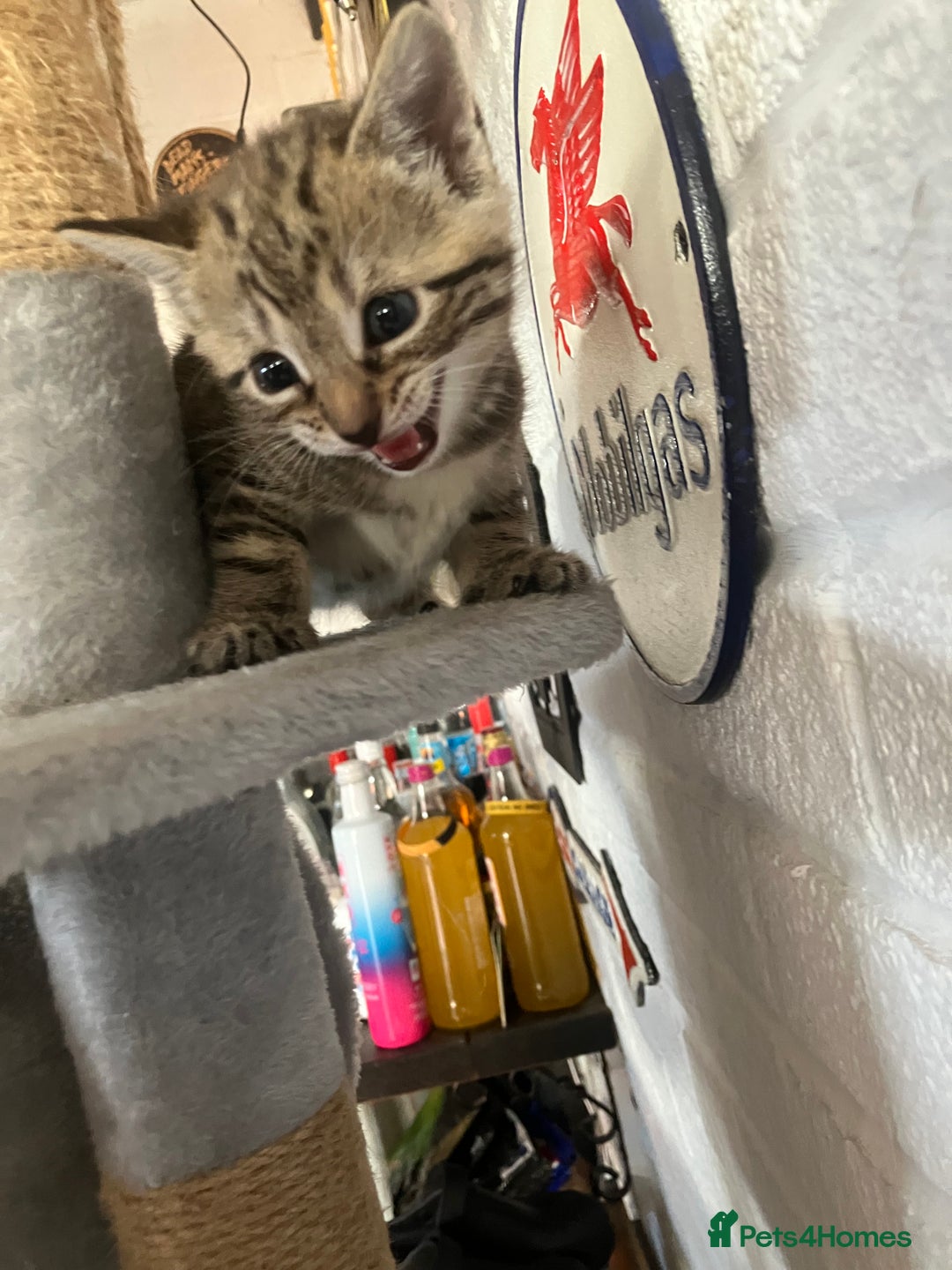 Mixed Breed cats for sale: 3 beautiful kittens  - Image 8