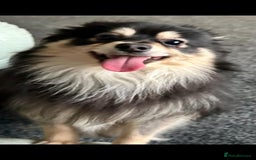 Pomchi dogs for sale: Male pomchi - Image 1
