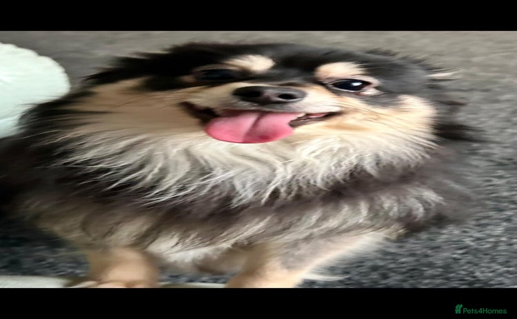 Pomchi dogs - Advert 1