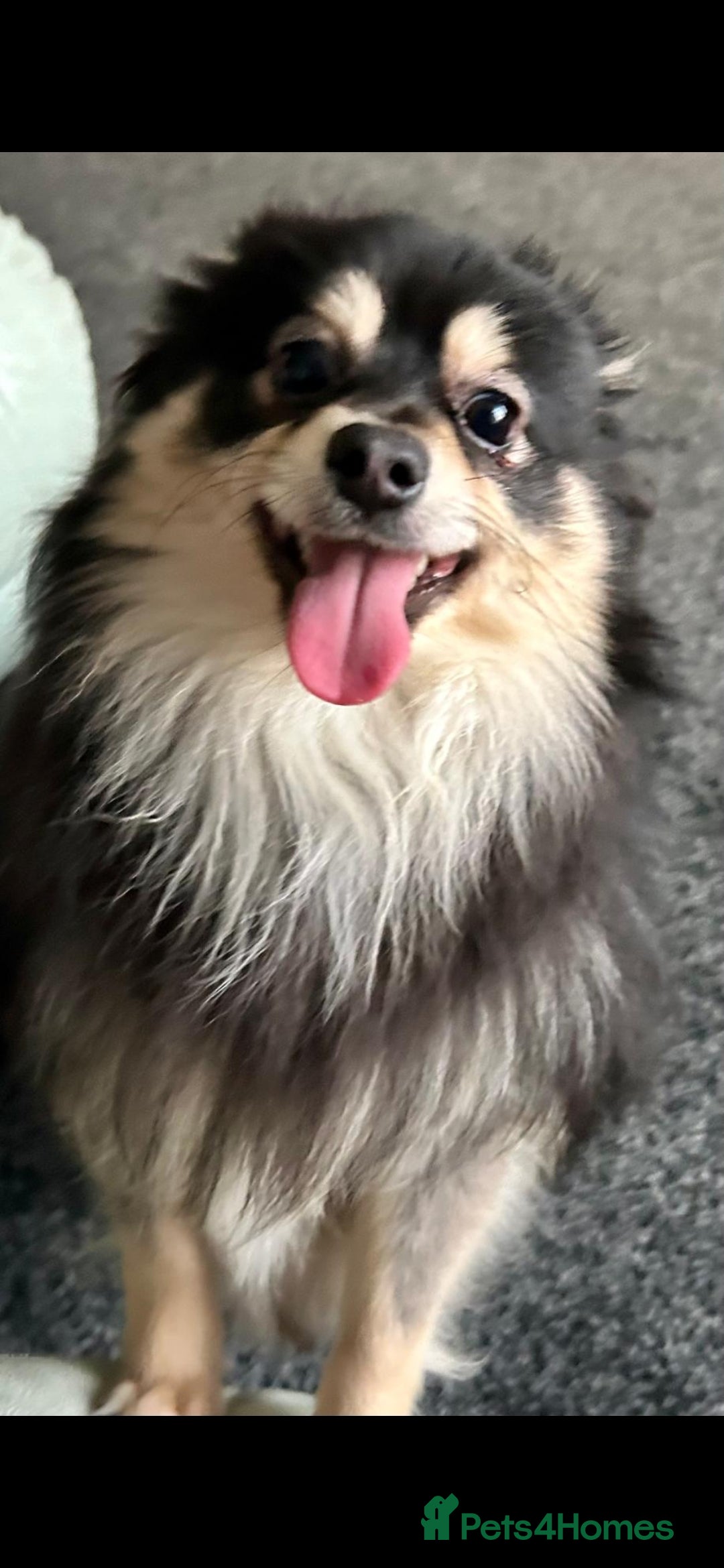 Pomchi dogs for sale: Male pomchi - Image 1
