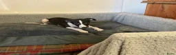 Whippet dogs for sale: Whippet in Doncaster - Advert 11