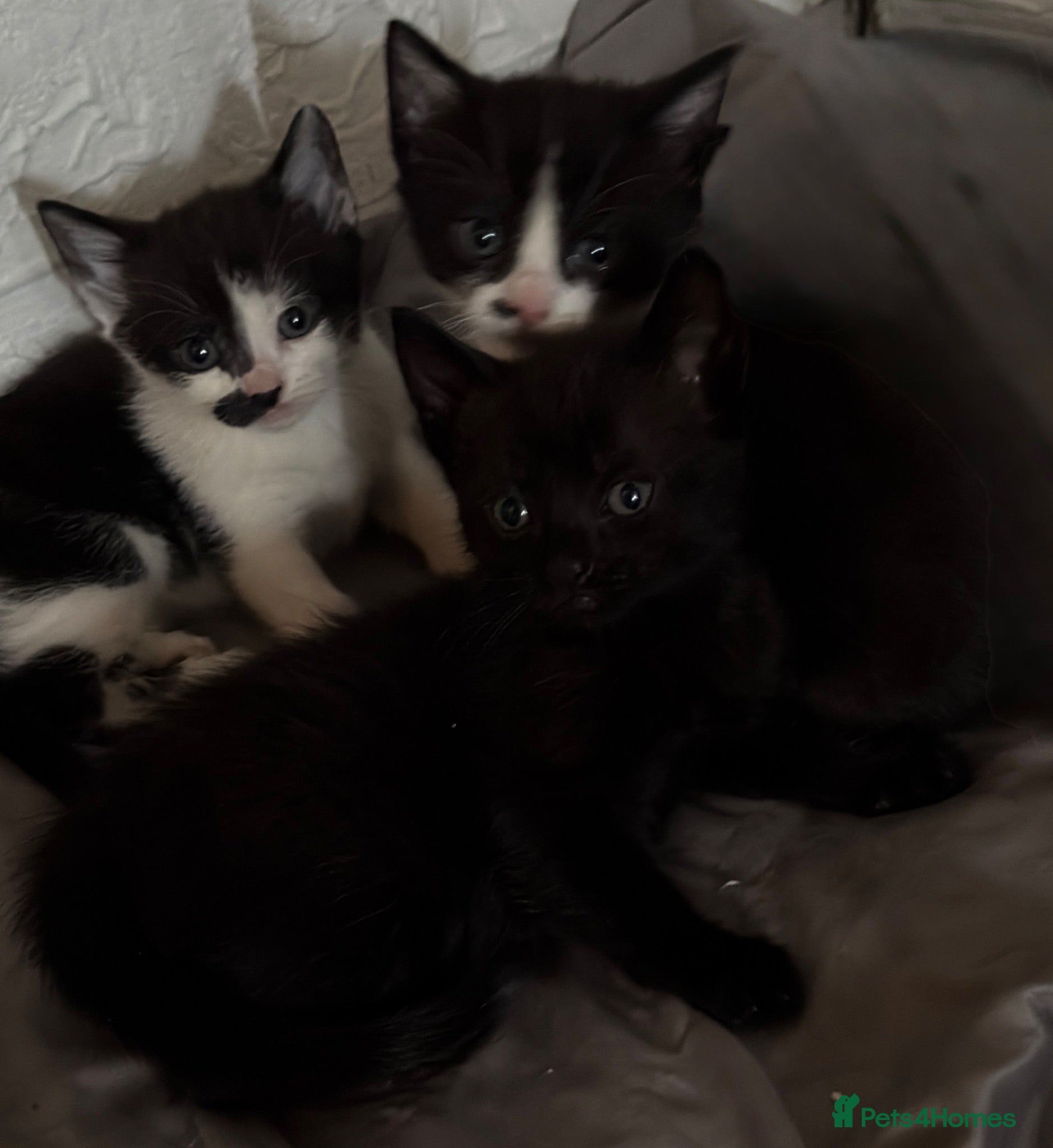 European cats 8 weeks  - Advert 1