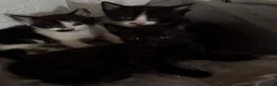 European cats for sale: 8 weeks  - Advert 1