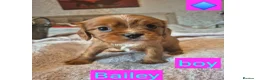 King Charles Spaniel dogs for sale: 6 beautiful king charles cavalier puppies - Advert 2