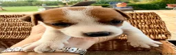 Jack Russell dogs for sale: Beautiful Jack Russell pups, petite, smooth coat.  - Advert 39