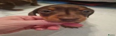 Miniature Dachshund 4