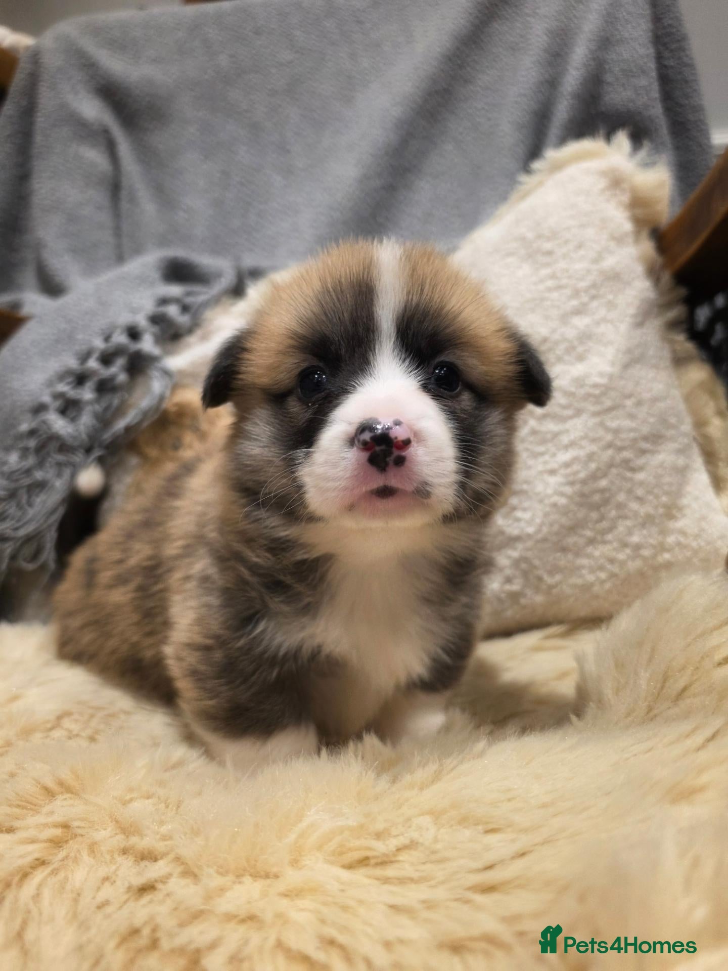 Welsh Corgi Pembroke dogs 1 boy left🐾💙DNA HEALTH TESTED PARENTS🧬 - Advert 1