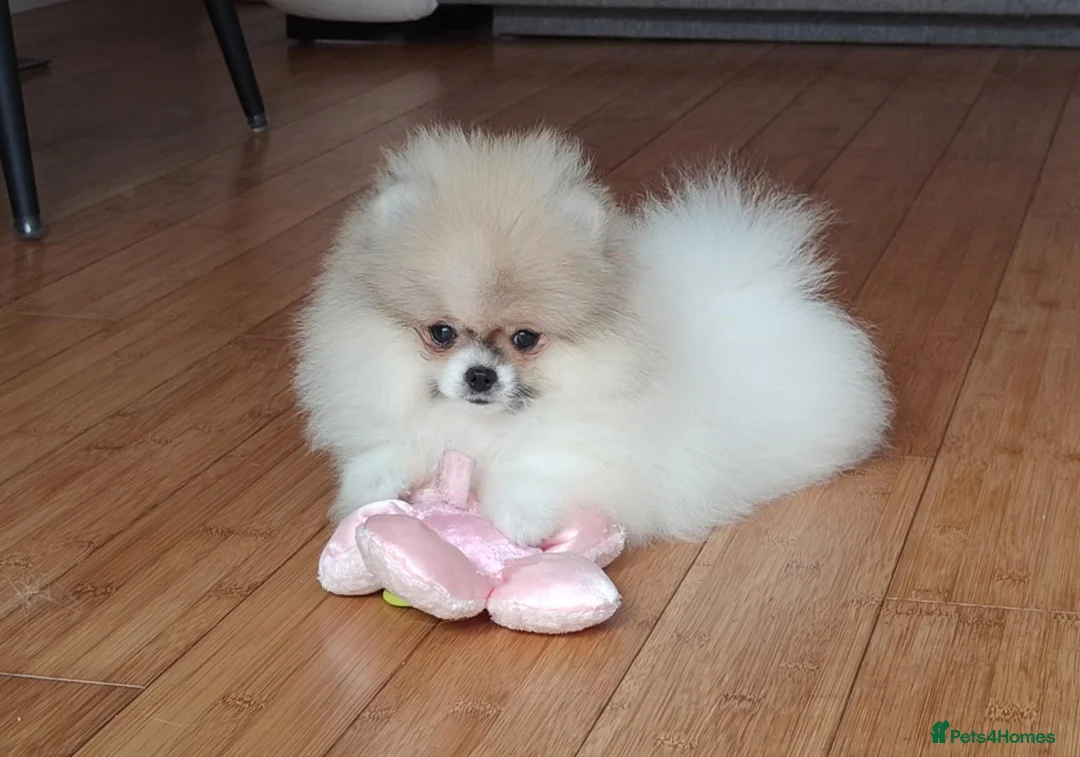 Pomeranian dogs for sale: Pom girl from 5⭐ licensed breeder - Advert 2