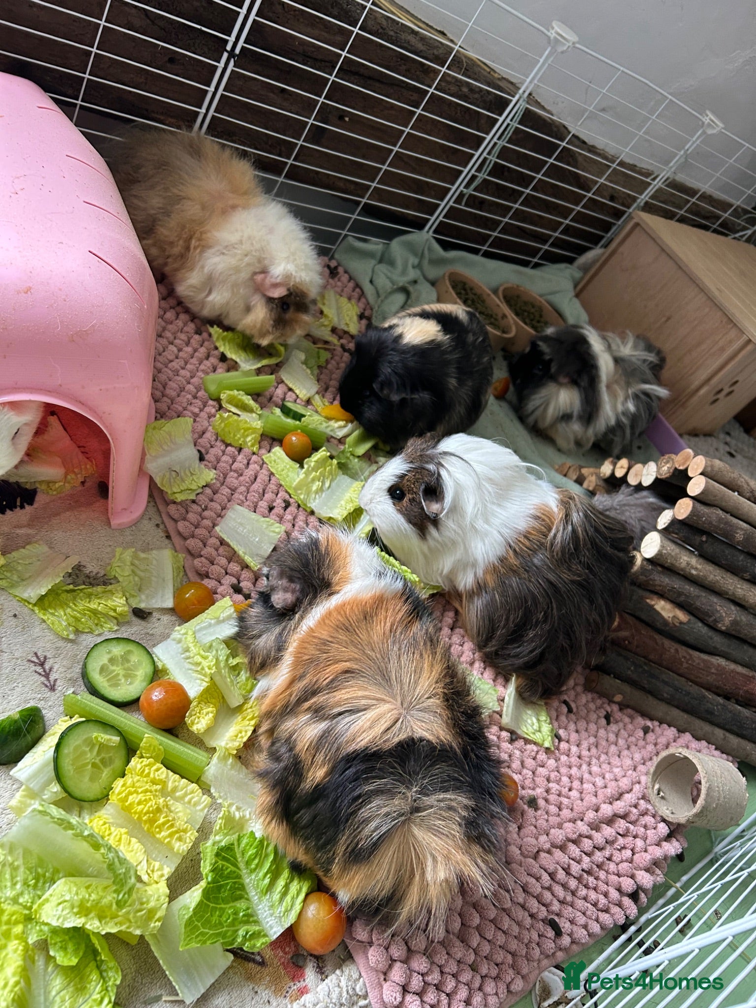 Guinea Pig rodents 8 Beautiful Girls. - Advert 17
