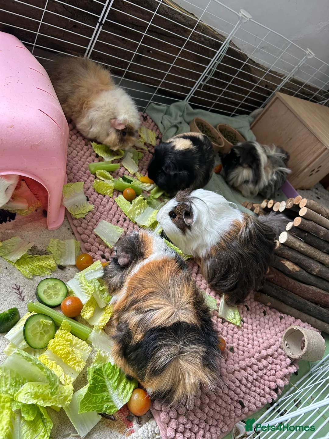 Guinea Pig rodents for sale: 8 Beautiful Girls. in Woodbridge - Advert 1