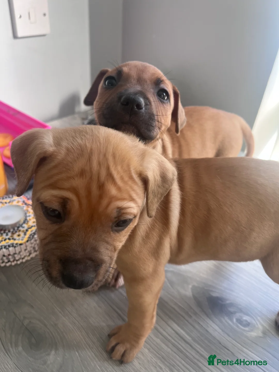 Mixed Breed dogs for sale: Bully staffy pups  - Advert 2