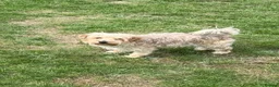 Yochon dogs for sale: Nandi, Yochon  - Advert 1