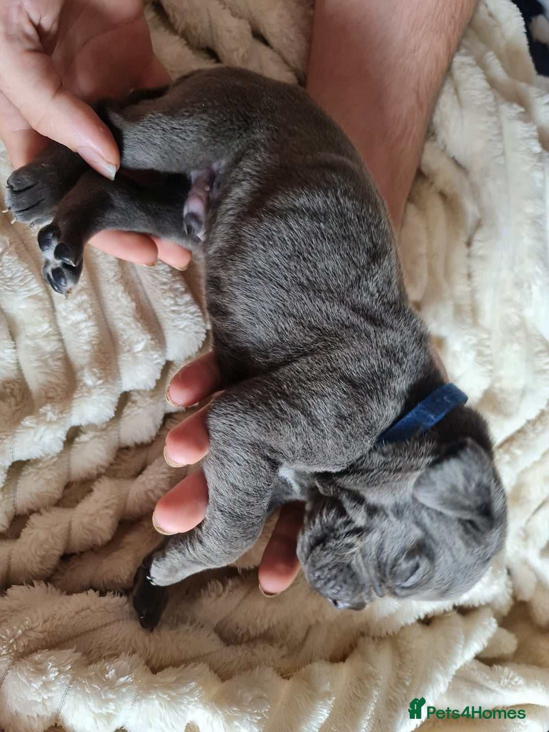 Cane Corso dogs for sale: Cane corso puppies  - Image 27