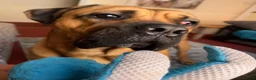 Mastiff dogs for sale: Big handsome softy Mastiff boy - Advert 5