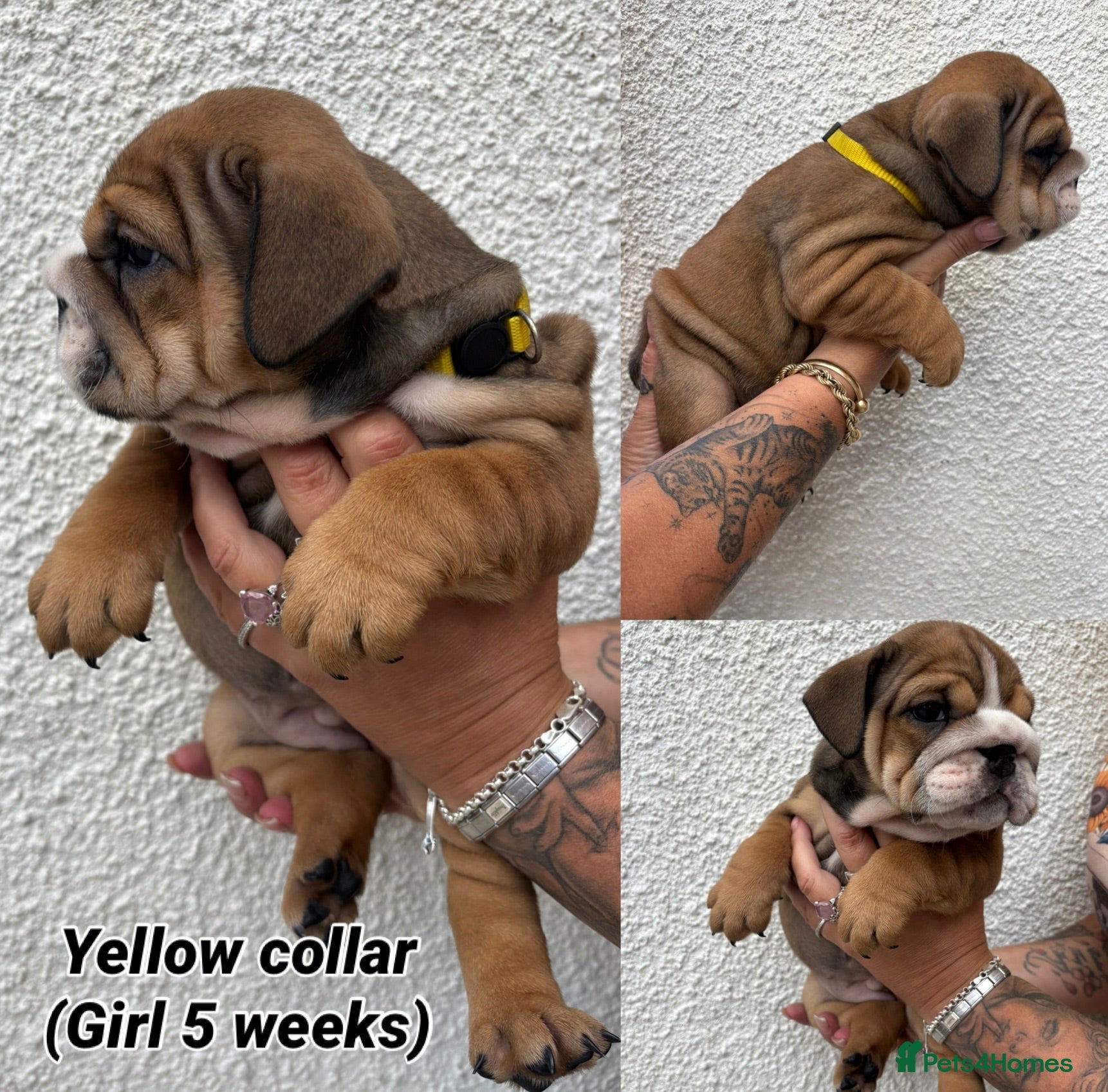 English Bulldog dogs STUNNING TRADITIONAL ENGLISH BULLDOG - Advert 1