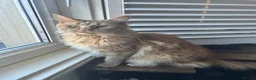 Maine Coon cats for sale: ⭐️⭐️TICA REGISTERED MAINE COON BOY⭐️⭐️ - Advert 2