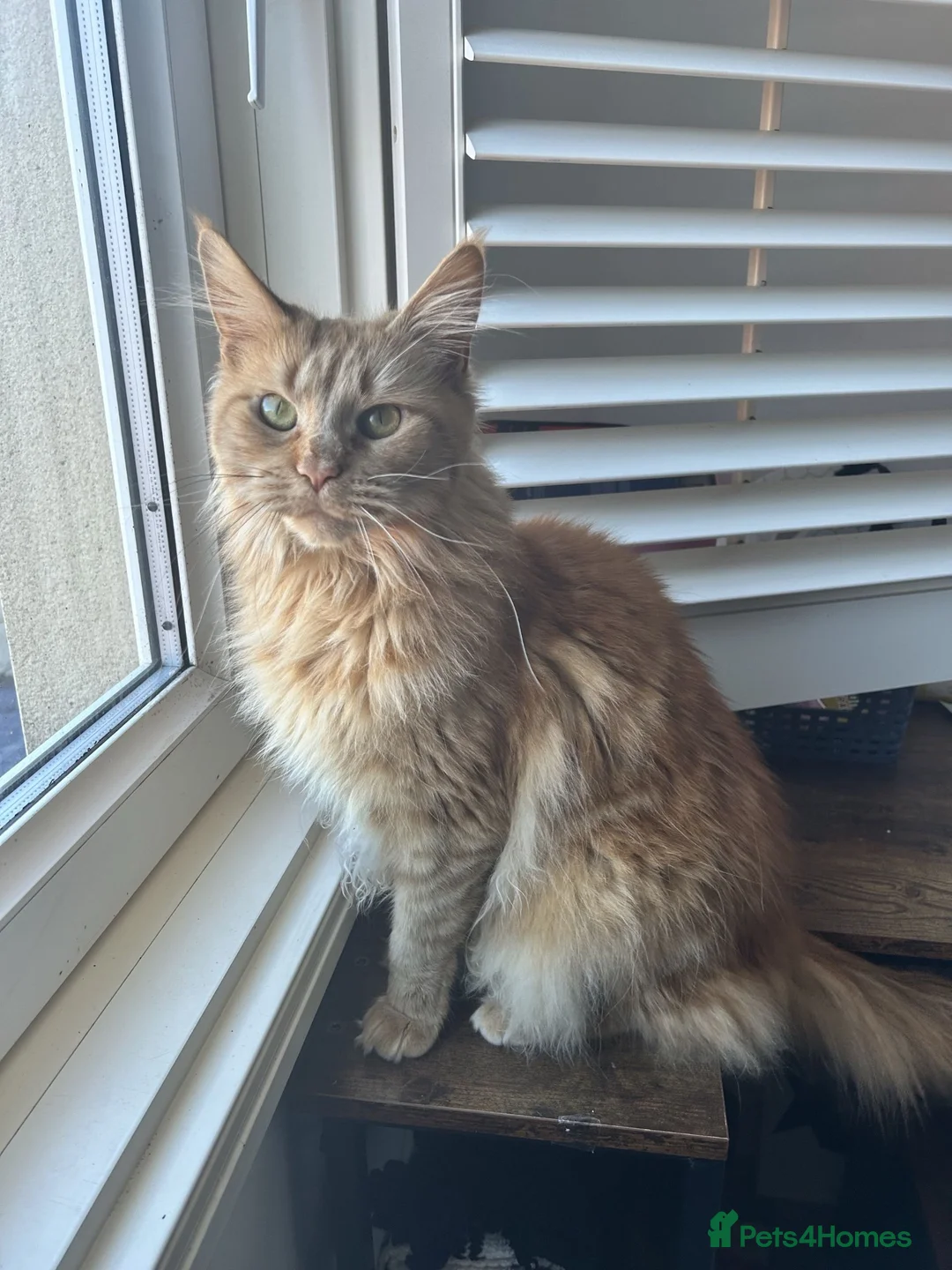 Maine Coon cats for sale: ⭐️⭐️TICA REGISTERED MAINE COON BOY⭐️⭐️ - Advert 2