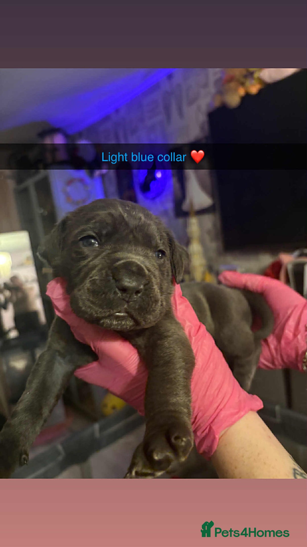 Cane Corso dogs for sale: 10 beautiful girls  - Advert 12