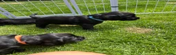 Sprocker dogs for sale: Sprocker Spaniel Puppies For Sale - Advert 23