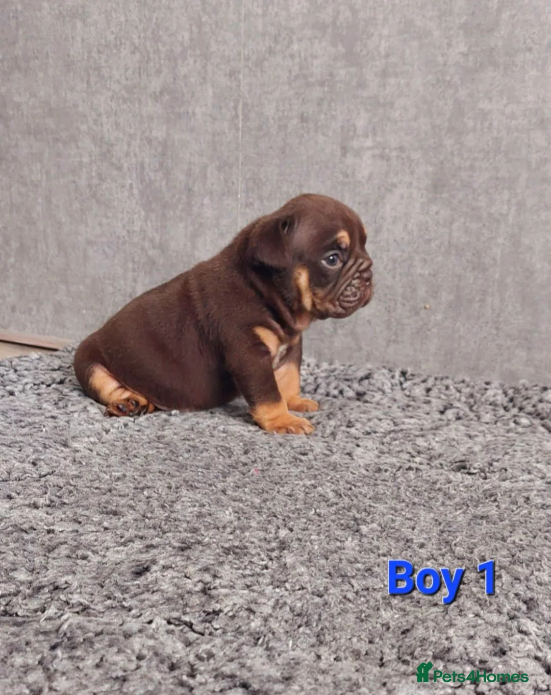 English Bulldog dogs for sale: Beautiful Chunky English Bulldog Pups - Advert 4