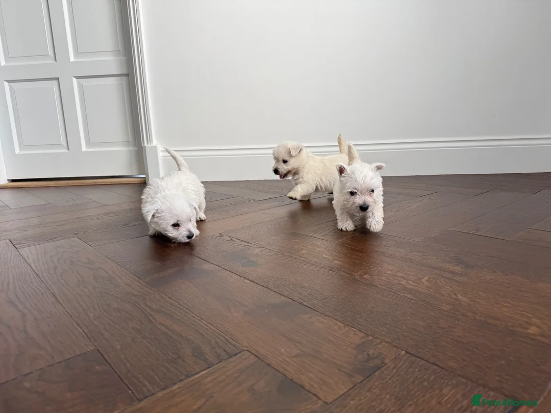 West Highland Terrier dogs for sale: Champion Bloodline, KC reg Puppies in Newark - Advert 1