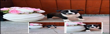 Staffordshire Bull Terrier Puppy 4