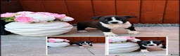 Staffordshire Bull Terrier dogs for sale: Staffordshire Bull Terrier Puppies🎀 🐶 - Advert 9