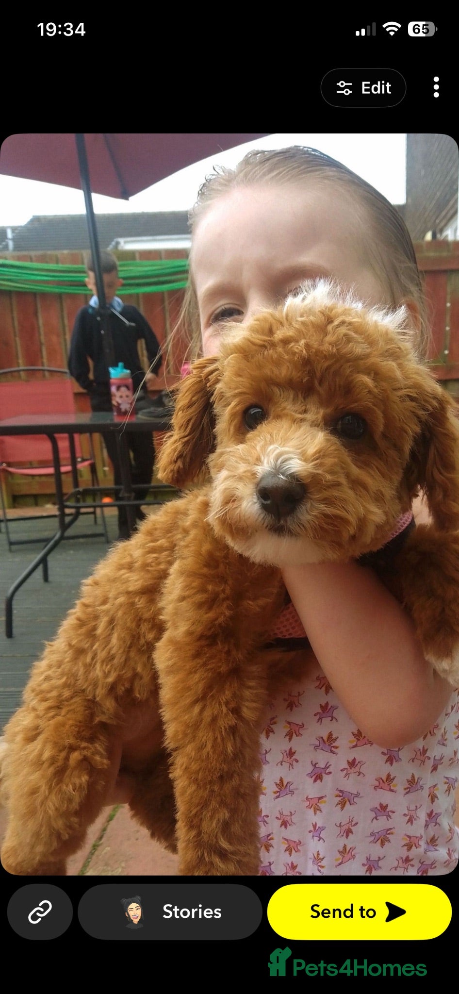 Toy Poodle dogs Female toy poodles - Advert 10