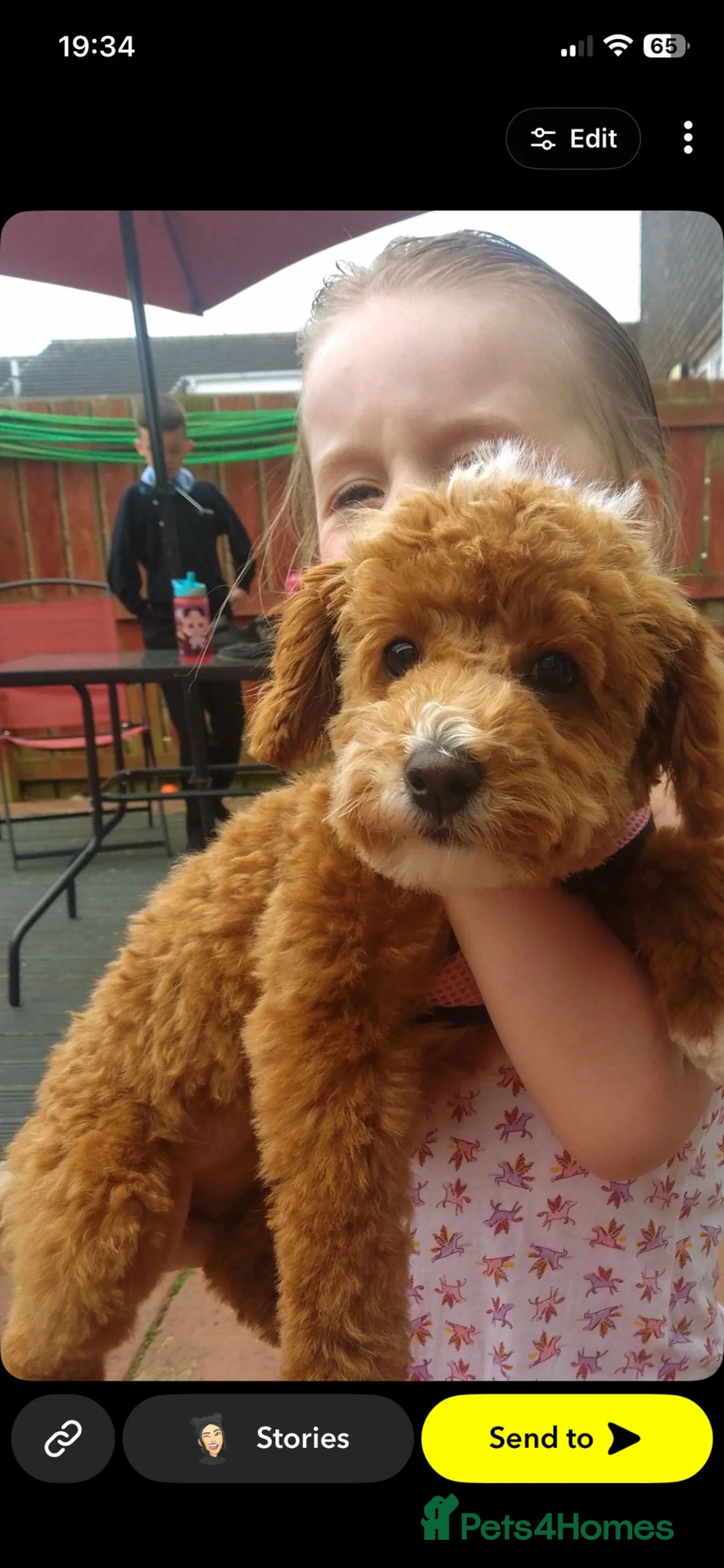 Toy Poodle dogs for sale: Female toy poodles in Newcastle upon Tyne - Advert 1