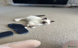 Ragdoll cats for sale: 🐾 LAST MALE RAGDOLL AVAILABLE READY TO GO💕 in Taunton - Image 14