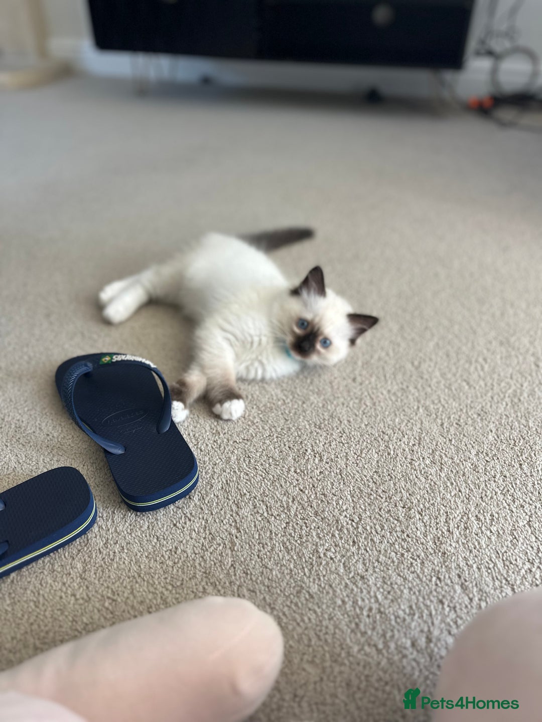 Ragdoll cats for sale: 🐾 LAST MALE RAGDOLL AVAILABLE READY TO GO💕 in Taunton - Image 14