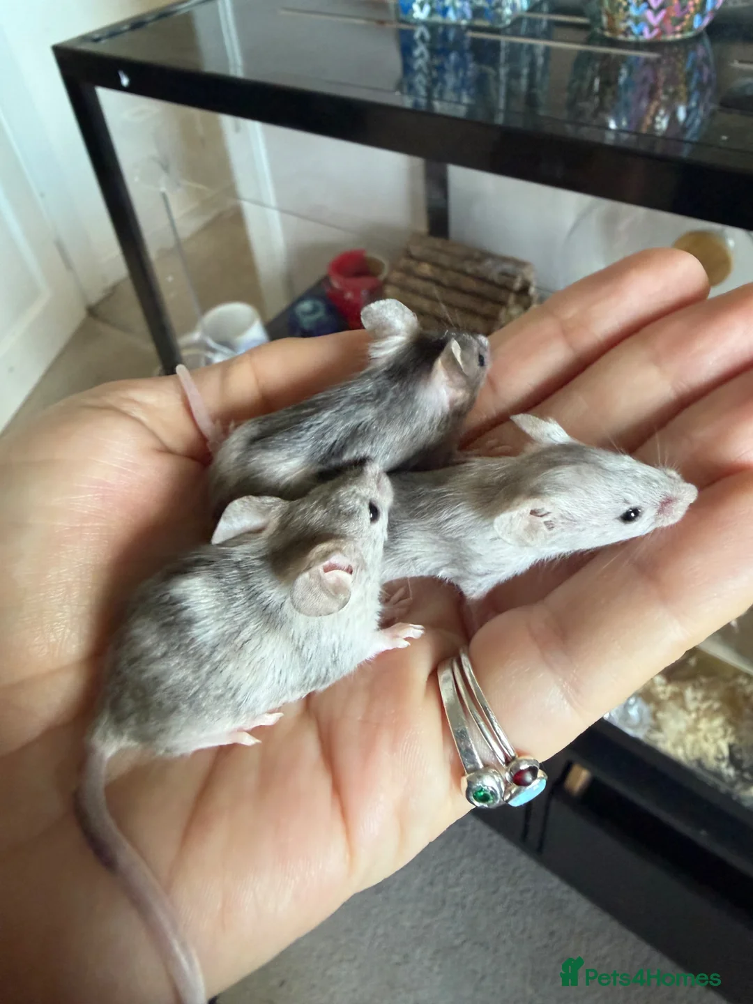 Mouse rodents for sale: Baby mice ready for new homes  in Perth - Advert 1