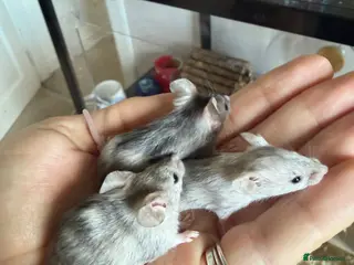 Mouse rodents Baby mice ready for new homes - Advert 1