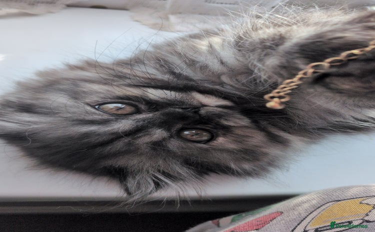 Persian cats - Advert 4