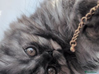 Persian cats - Advert 4