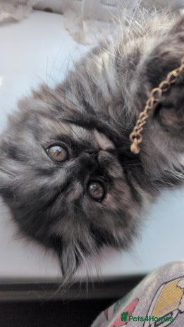 Persian cats - Advert 4