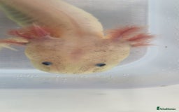 Axolotl reptiles for sale: Axolotls - Image 28