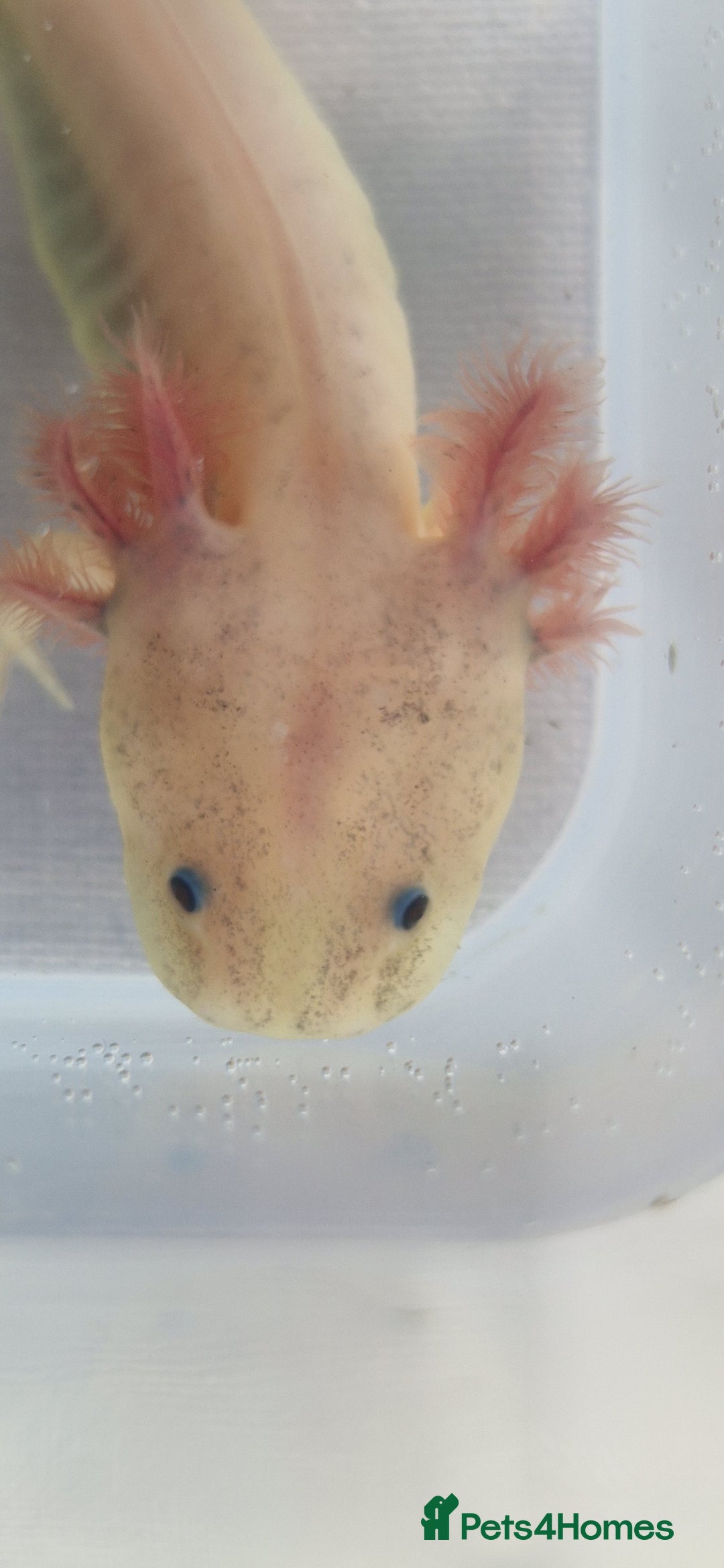Axolotl reptiles for sale: Axolotls - Image 28
