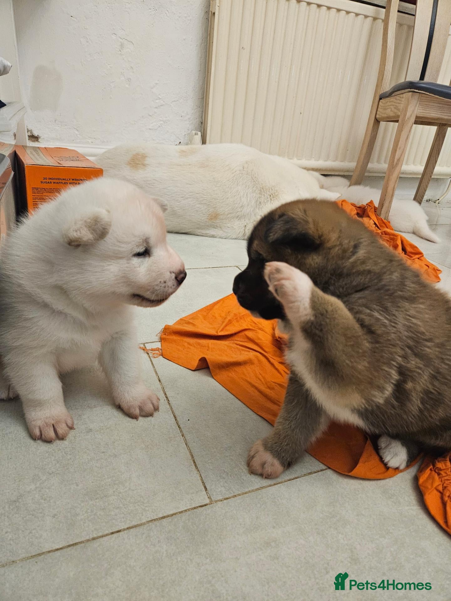 Mixed Breed dogs for sale: Japanese akita cross husky/tibetan mastiff - Advert 1