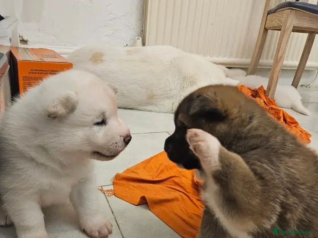Mixed Breed dogs for sale: LIMITED WHITE JAPANESE AKITA/TIBETAN/HUSKY MIX - Advert 1