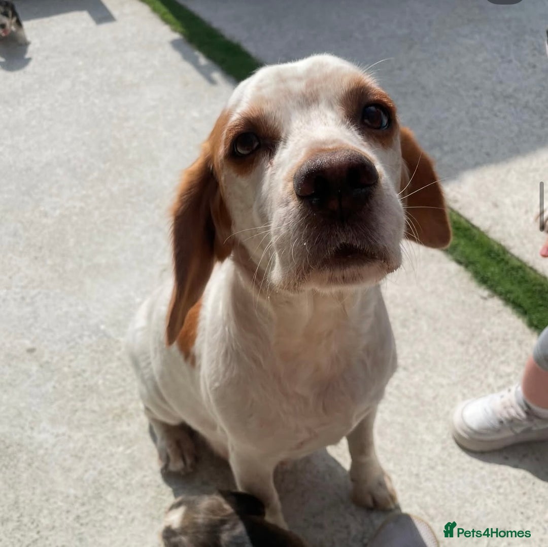 Bocker dogs for sale: 4 month Cocker Spaniel, Beagle Mix - Image 5