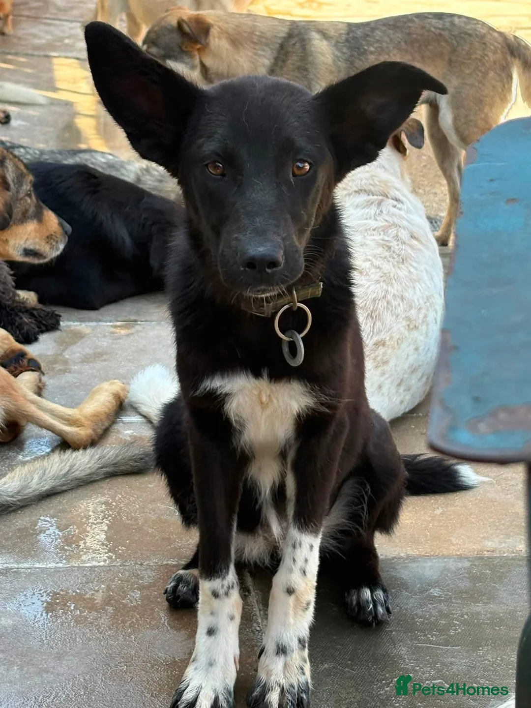 Mixed Breed dogs for adoption: Zora - Norwich Norfolk  in Norwich - Advert 2