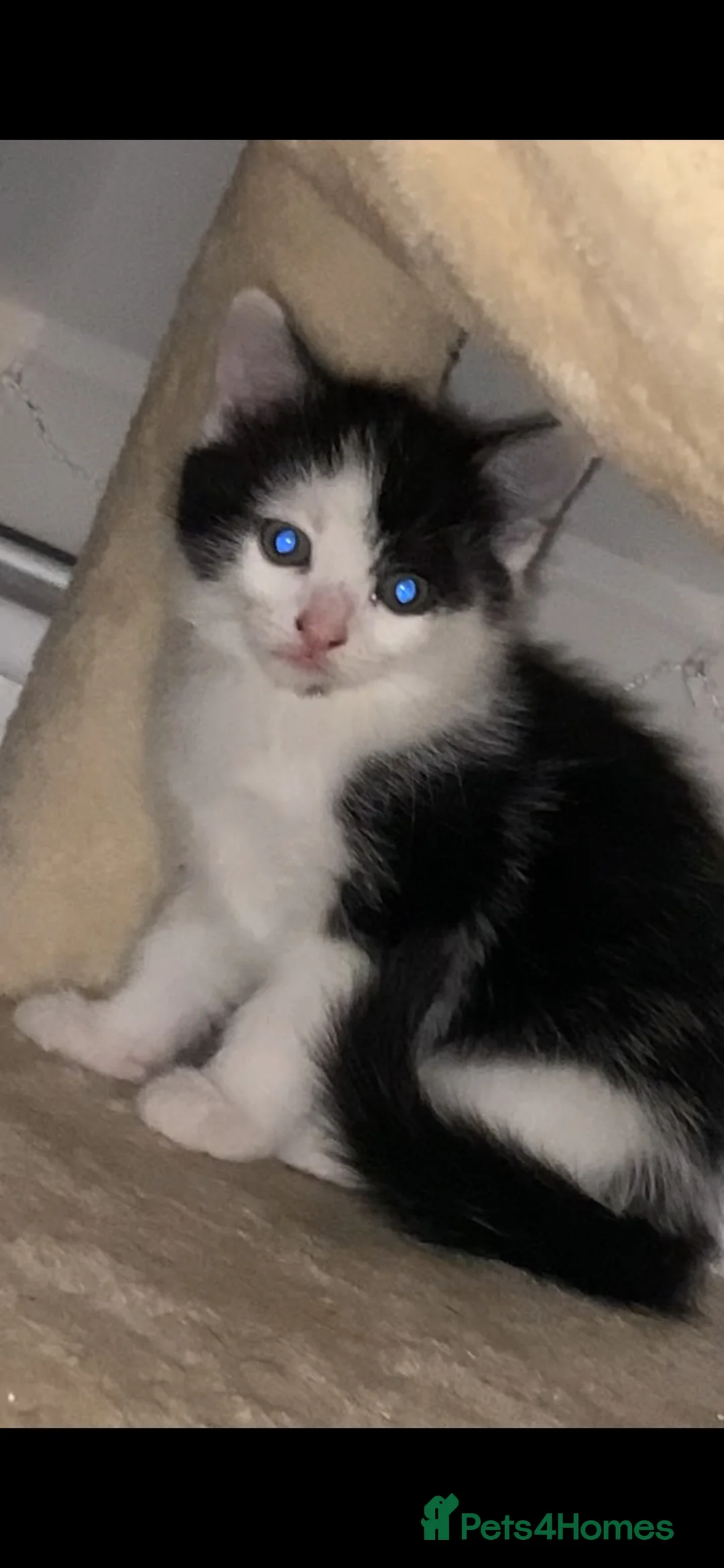 Mixed Breed cats for sale: 3 beautiful kittens - Advert 7