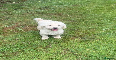 Bichon Frise dogs - Advert 2