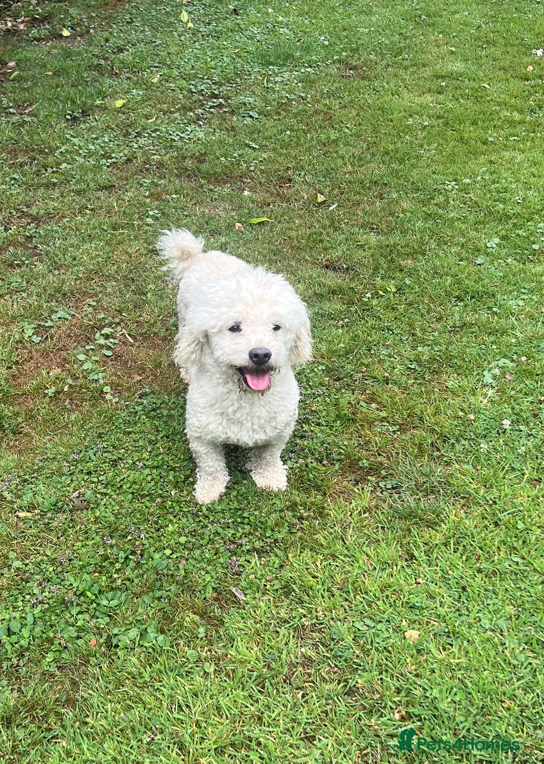Bichon Frise dogs for sale: Teddy  - Image 2