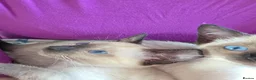 Snowshoe cats for sale: Seal Point Snowshoe kittens - two left - Advert 10