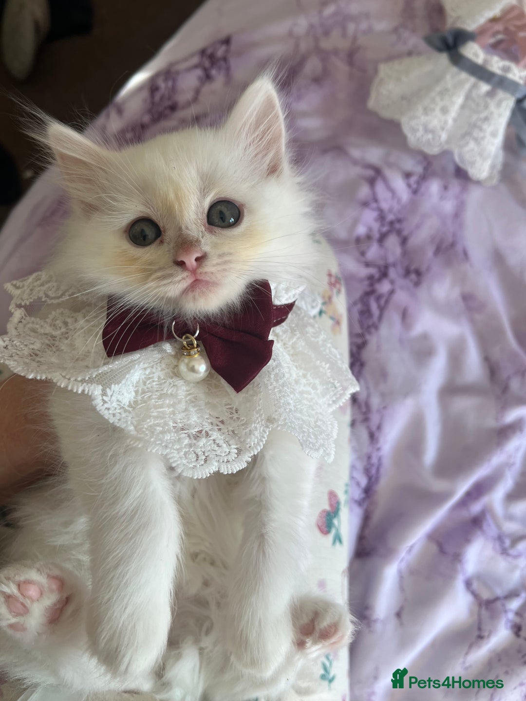 Turkish Angora cats for sale: Ragdoll/ Turkish Angora kittens last BOY/GIRL - Image 7