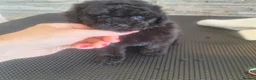 Toy Poodle dogs for sale: Black toy poodles from beautiful parents in Montrose - Advert 5